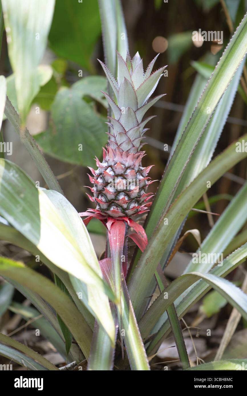 Ananas coltivato sul campo, pianta da frutta tropicale in piantagione in India, agricoltura, cibo biologico Foto Stock
