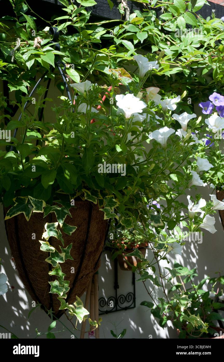 Una lussureggiante disposizione di petunie bianche e viola in un cesto sospeso circondato da foglie verdi vibranti sotto la calda luce del sole. Foto Stock