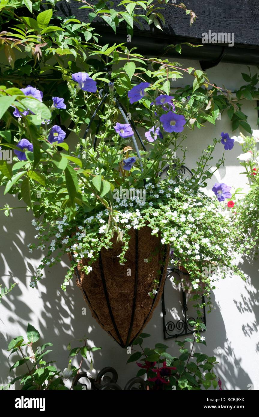 Un vivace cesto appeso pieno di petunie viola e delicati fiori bianchi illumina una parete del giardino sotto il sole. Foto Stock