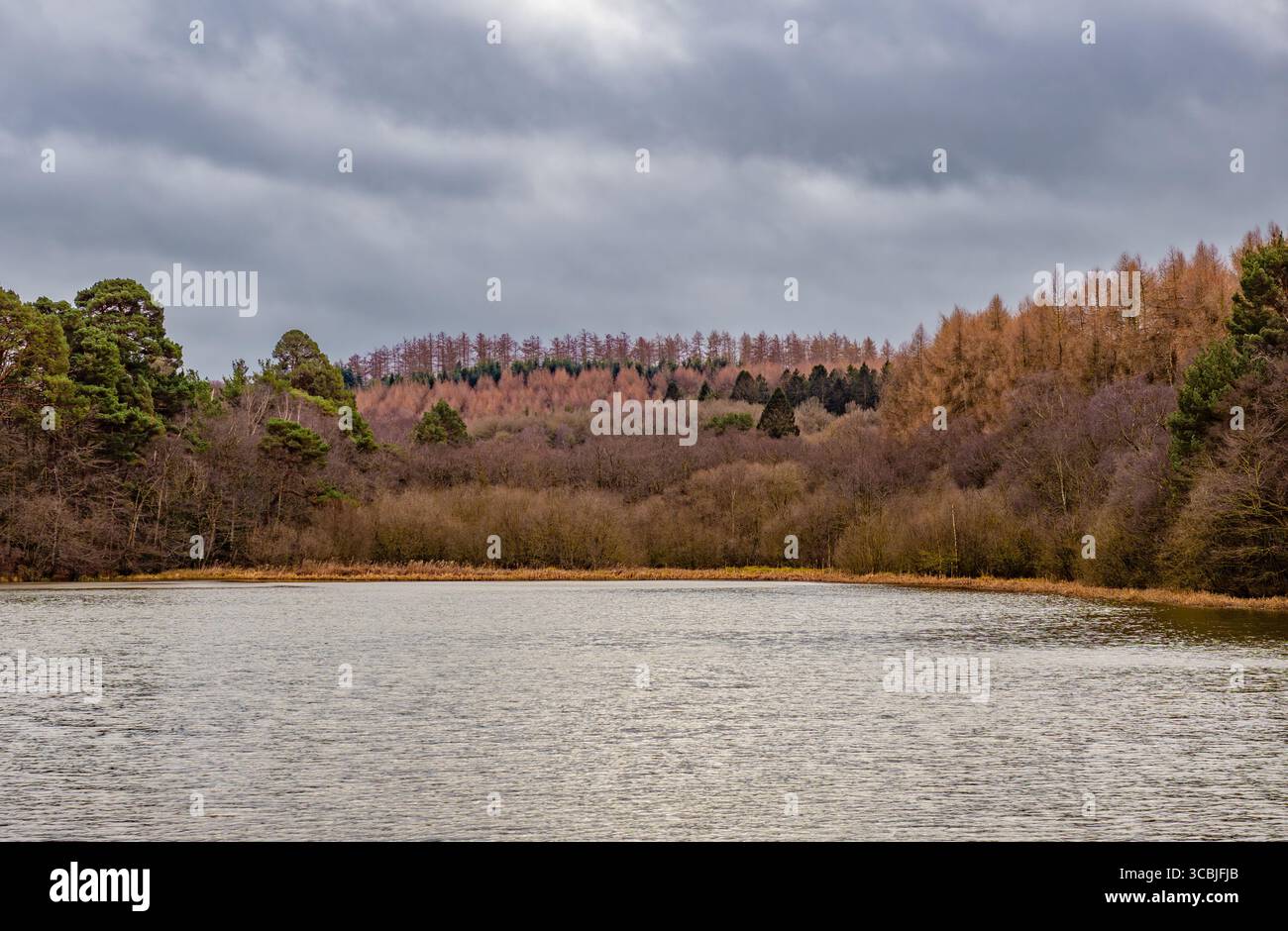 Una tranquilla vista sul Lower Fish Pond, circondato dai bellissimi boschi misti di Yearsley Woods nel North Yorkshire, Regno Unito, in un giorno d'autunno. Foto Stock