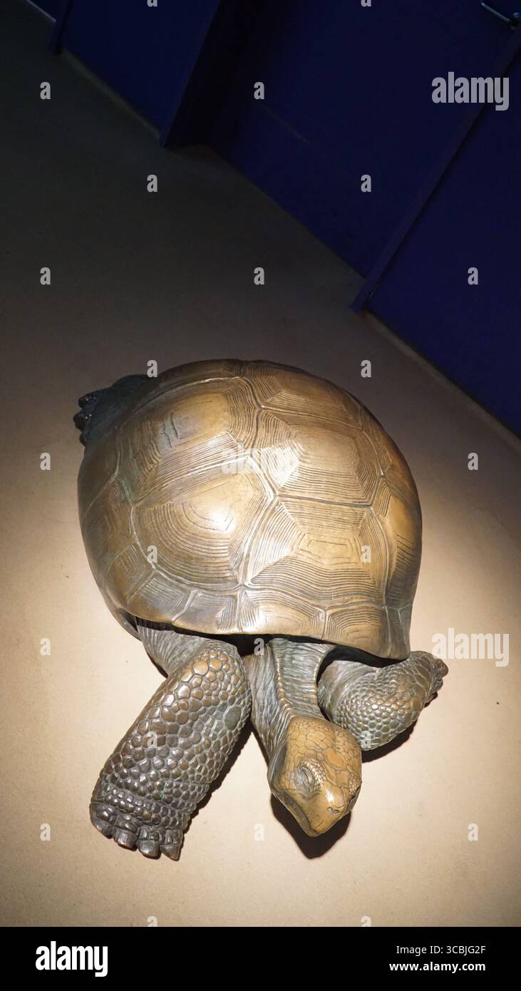 Una gigantesca scultura realistica di tartaruga illuminata sotto i riflettori in una galleria museo scura, che mostra intricati dettagli di conchiglie e pelle, California, Stati Uniti Foto Stock