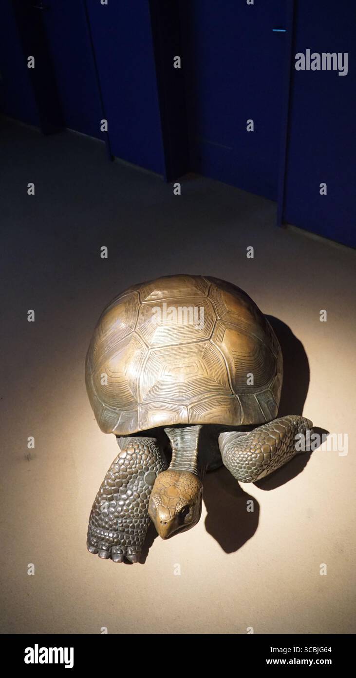 Una gigantesca scultura realistica di tartaruga illuminata sotto i riflettori in una galleria museo scura, che mostra intricati dettagli di conchiglie e pelle, California, Stati Uniti Foto Stock
