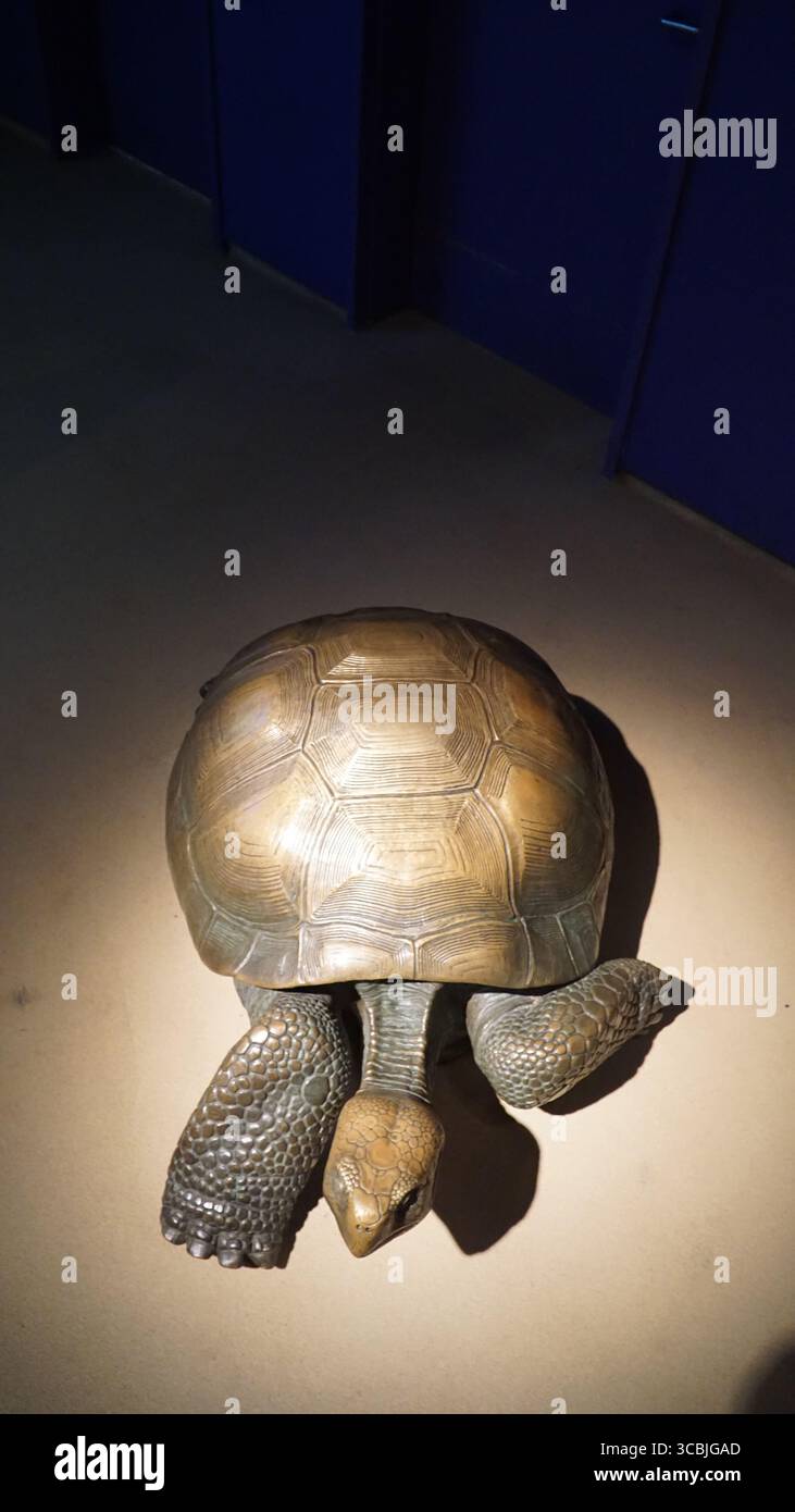 Una gigantesca scultura realistica di tartaruga illuminata sotto i riflettori in una galleria museo scura, che mostra intricati dettagli di conchiglie e pelle, California, Stati Uniti Foto Stock