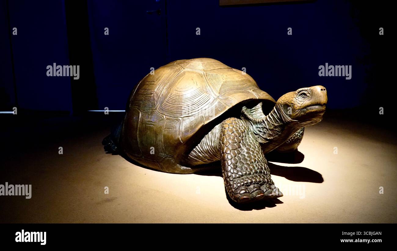Una gigantesca scultura realistica di tartaruga illuminata sotto i riflettori in una galleria museo scura, che mostra intricati dettagli di conchiglie e pelle, California, Stati Uniti Foto Stock