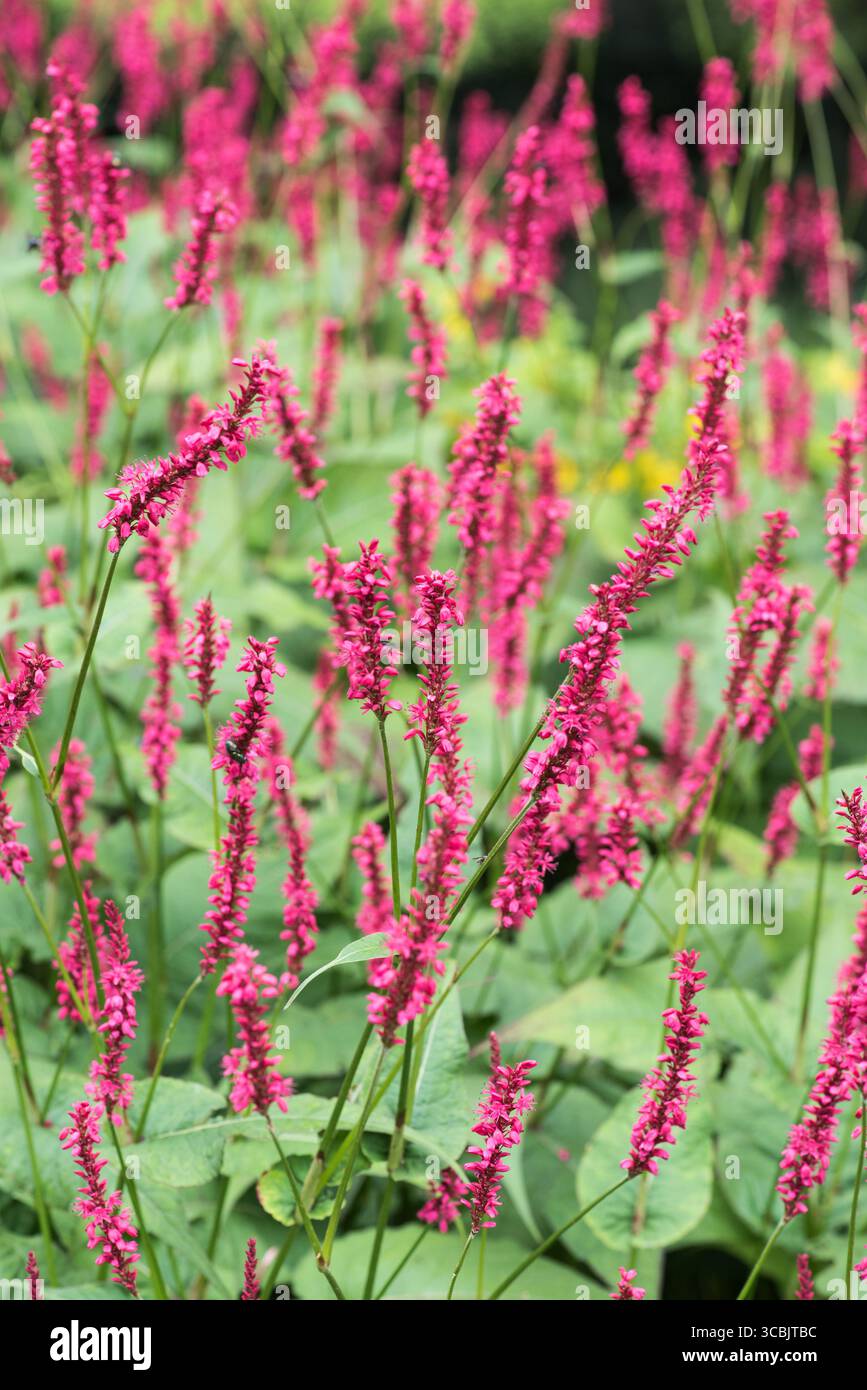 Persicaria amplexicoulis, Bistorta, Amplexicaulis, rosa/rosso vibrante, alta, stagione di fioritura estesa. Foto Stock