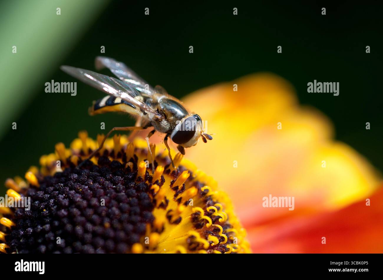 Un hoverfly e' occupato a raccogliere il nettare da un fiore dai colori vivaci mentre e' circondato da lussureggiante vegetazione in un ambiente giardino. Foto Stock