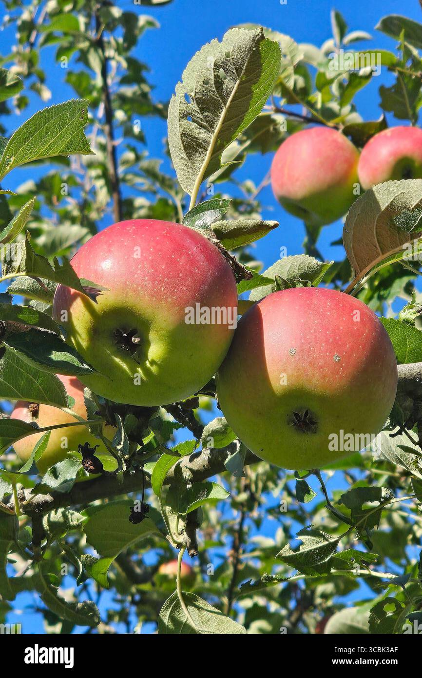 Oberirsen Themenfoto: Natur, Fruechte des Waldes, Obst, Nahrung, 08.08.2025 Viele Aepfel am Baum versprechen eine gute Ernte Themenfoto: Natur, Fruechte des Waldes, Obst, Nahrung, 08.08.2025 *** Oberirsen tema foto natura, frutti della foresta, frutta, cibo, 08 08 2025 molte mele sull'albero promettono una buona raccolta della foresta, foto, Stampione del cibo, 2025 Copyright, foto, foto, foto, foto foto foto del cibo, Auxit-08-08-08-08-08, foto, foto, foto, foto della foresta Foto Stock