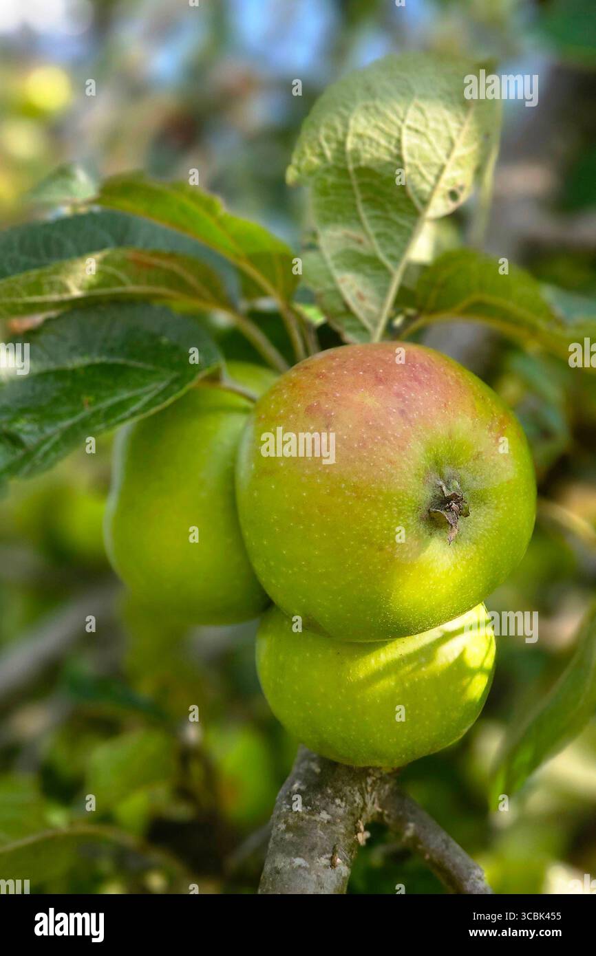 Oberirsen Themenfoto: Natur, Fruechte des Waldes, Obst, Nahrung, 08.08.2025 Viele Aepfel am Baum versprechen eine gute Ernte Themenfoto: Natur, Fruechte des Waldes, Obst, Nahrung, 08.08.2025 *** Oberirsen tema foto natura, frutti della foresta, frutta, cibo, 08 08 2025 molte mele sull'albero promettono una buona raccolta della foresta, foto, Stampione del cibo, 2025 Copyright, foto, foto, foto, foto foto foto del cibo, Auxit-08-08-08-08-08, foto, foto, foto, foto della foresta Foto Stock