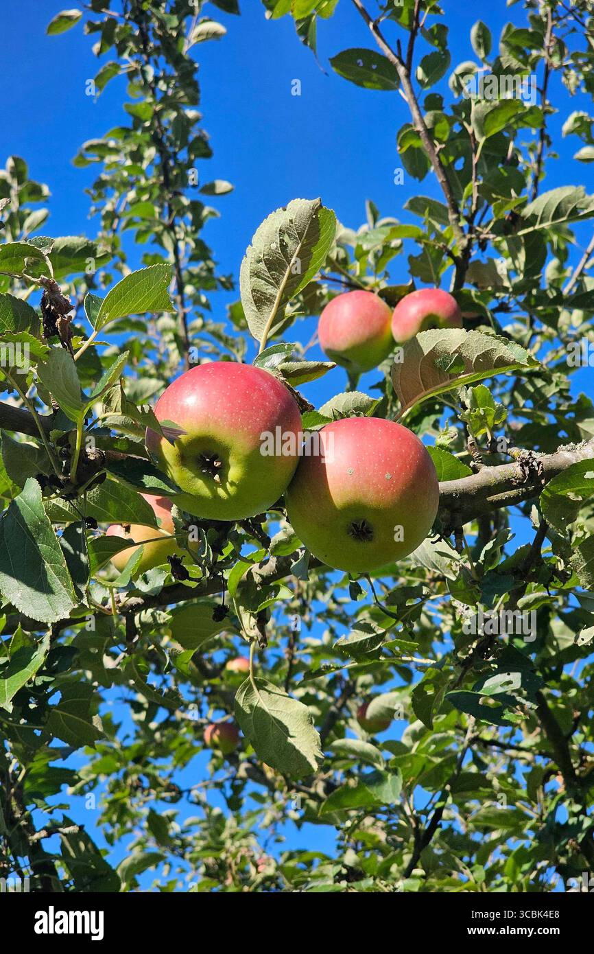 Oberirsen Themenfoto: Natur, Fruechte des Waldes, Obst, Nahrung, 08.08.2025 Viele Aepfel am Baum versprechen eine gute Ernte Themenfoto: Natur, Fruechte des Waldes, Obst, Nahrung, 08.08.2025 *** Oberirsen tema foto natura, frutti della foresta, frutta, cibo, 08 08 2025 molte mele sull'albero promettono una buona raccolta della foresta, foto, Stampione del cibo, 2025 Copyright, foto, foto, foto, foto foto foto del cibo, Auxit-08-08-08-08-08, foto, foto, foto, foto della foresta Foto Stock