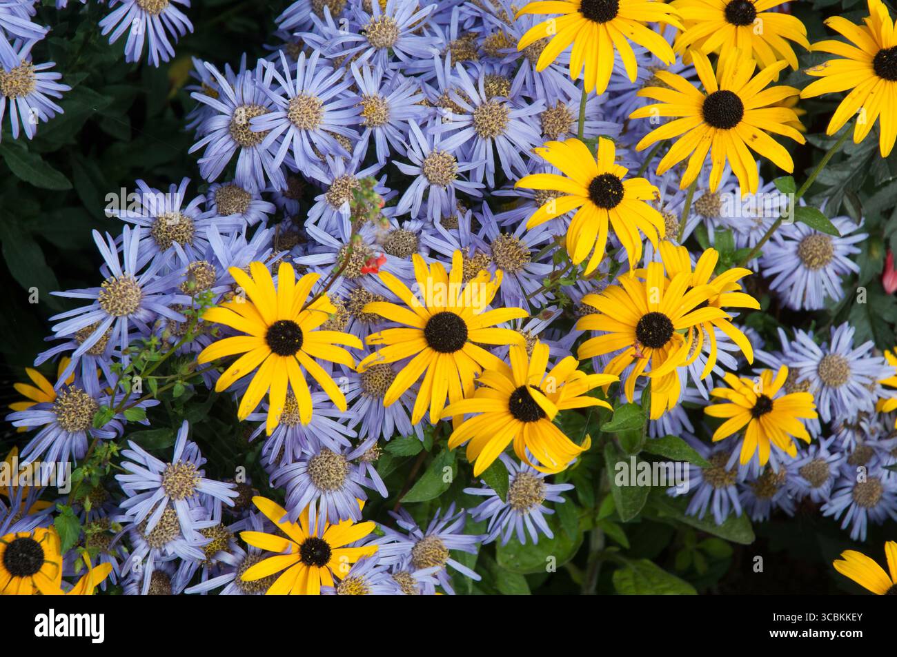 Le margherite gialle luminose e le palestre viola creano un vivace giardino sotto il caldo sole estivo, che mette in mostra la bellezza della natura. Foto Stock