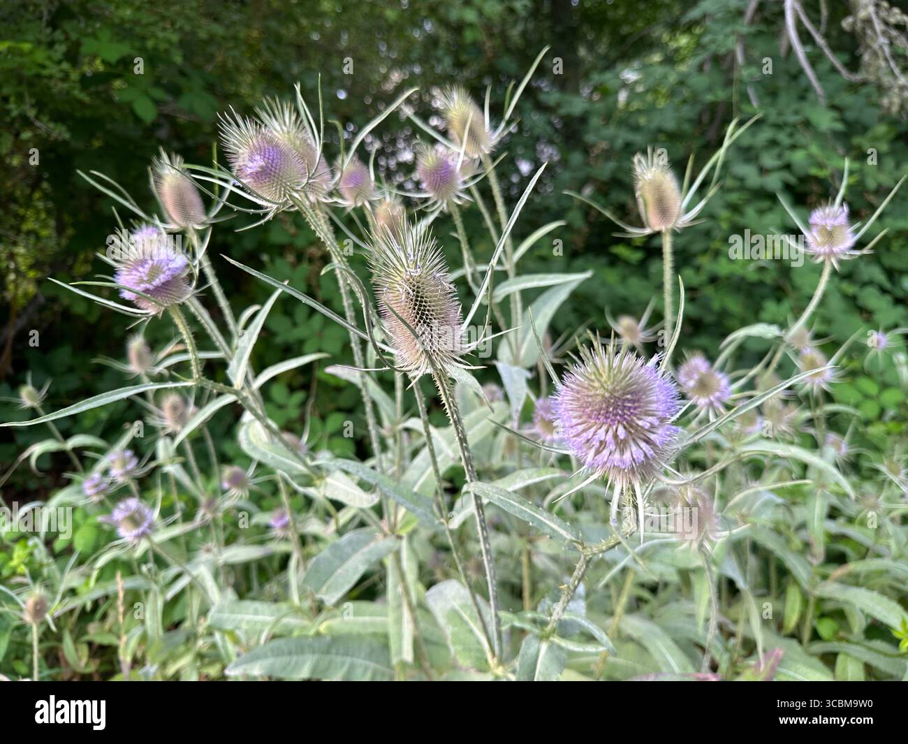Un tè selvatico in un giorno d'estate a Eugene, Oregon. Foto Stock