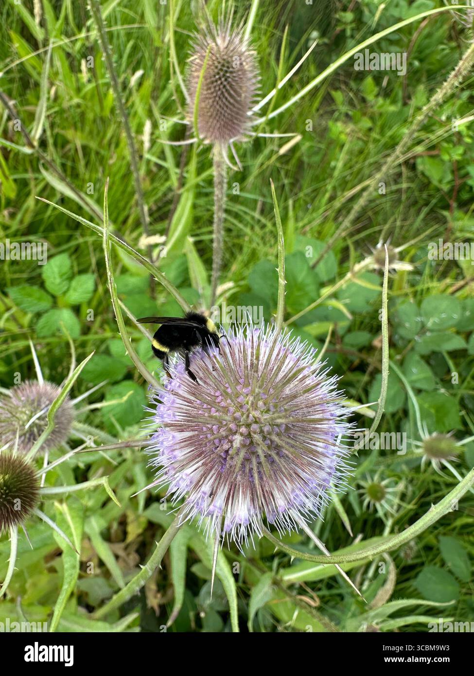 Un bumblebee sulla teiera in un giorno d'estate a Eugene, Oregon. Foto Stock