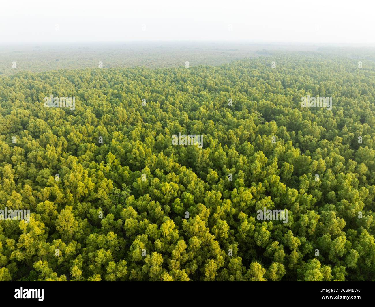 Veduta aerea di un'infinita tettoia verde di alberi che si estende all'orizzonte sotto un cielo nebbioso, Sundarban, divisione Khulna, Bangladesh. Foto Stock