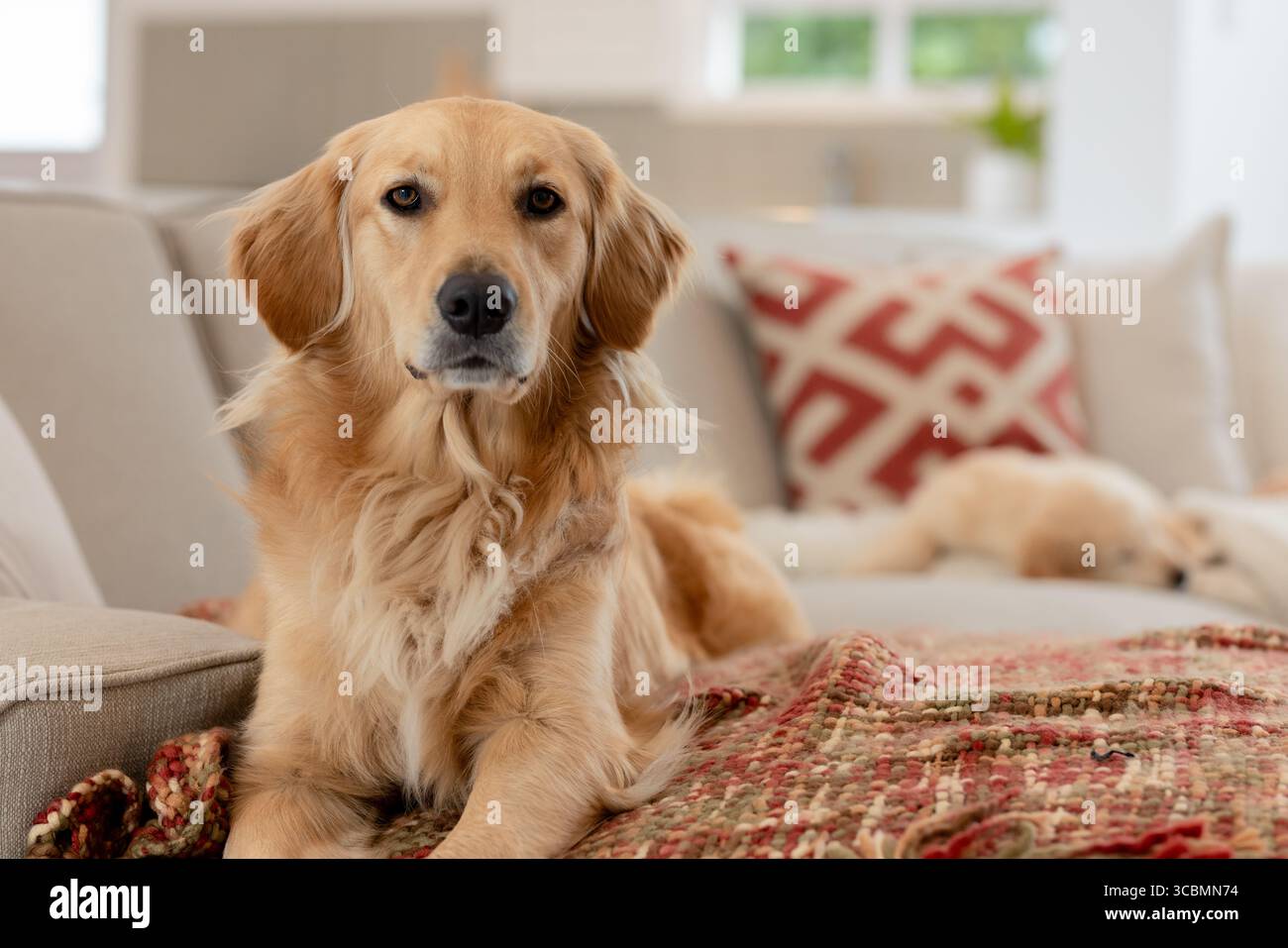 Golden retriever riposa su un divano luminoso vicino alle finestre del soggiorno, con cuscino rosso. Cane, comfort, relax, interni, casa, accogliente, animale domestico Foto Stock