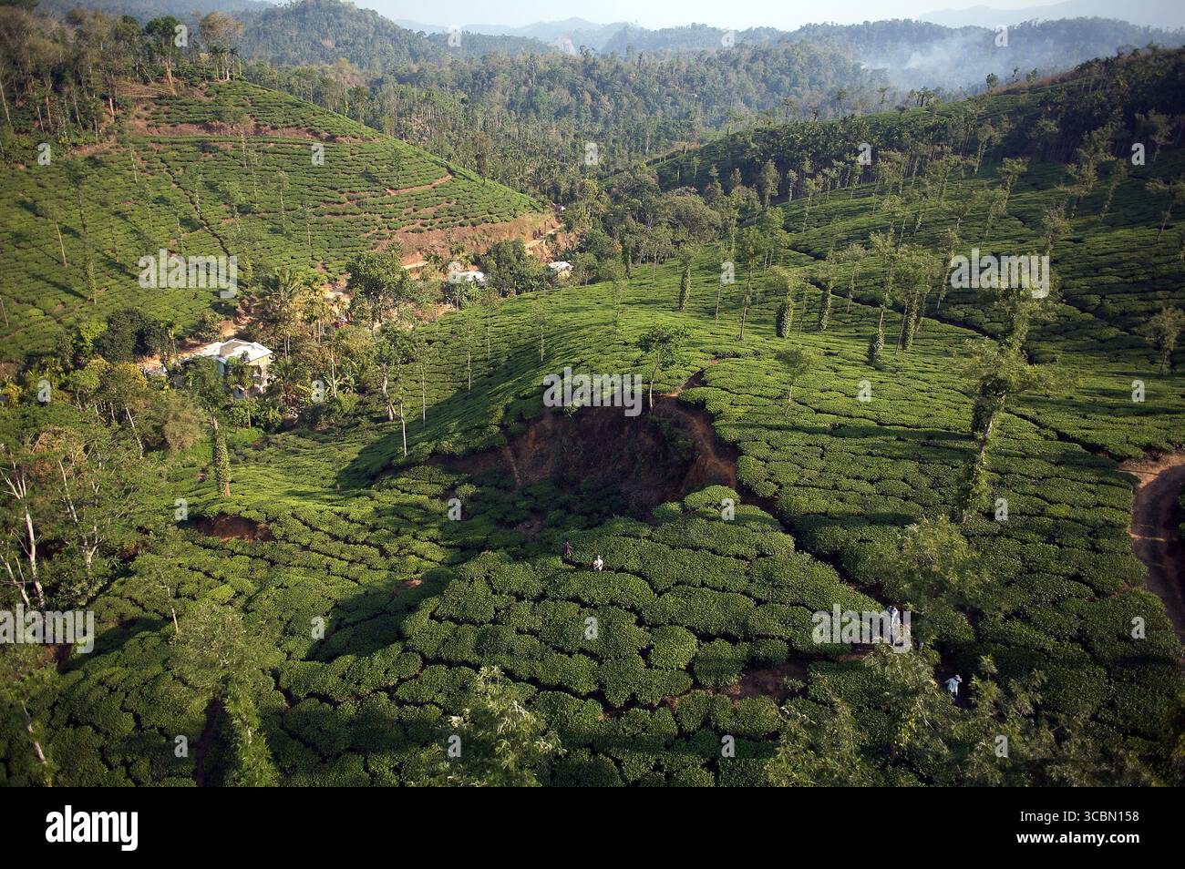 Vista aerea delle colline ondulate adornate da lussureggianti piantagioni di tè, un arazzo di verde sullo sfondo di fitte foreste, Kalpetta, Kerala, India. Foto Stock