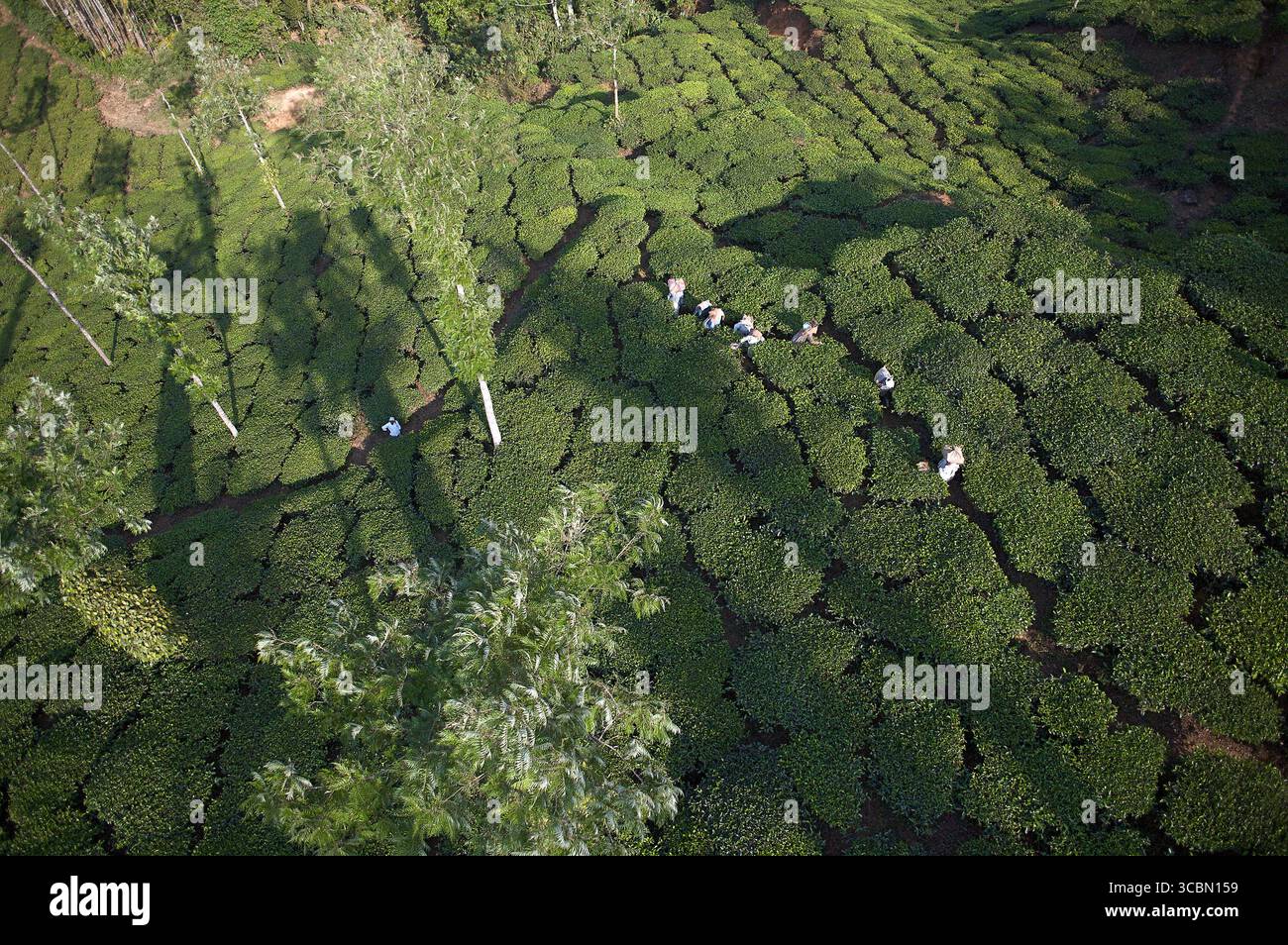 Vista aerea dei lavoratori tra le lussureggianti piantagioni di tè verde, un arazzo intrecciato con ombre e luce del sole, Kalpetta, Kerala, India. Foto Stock