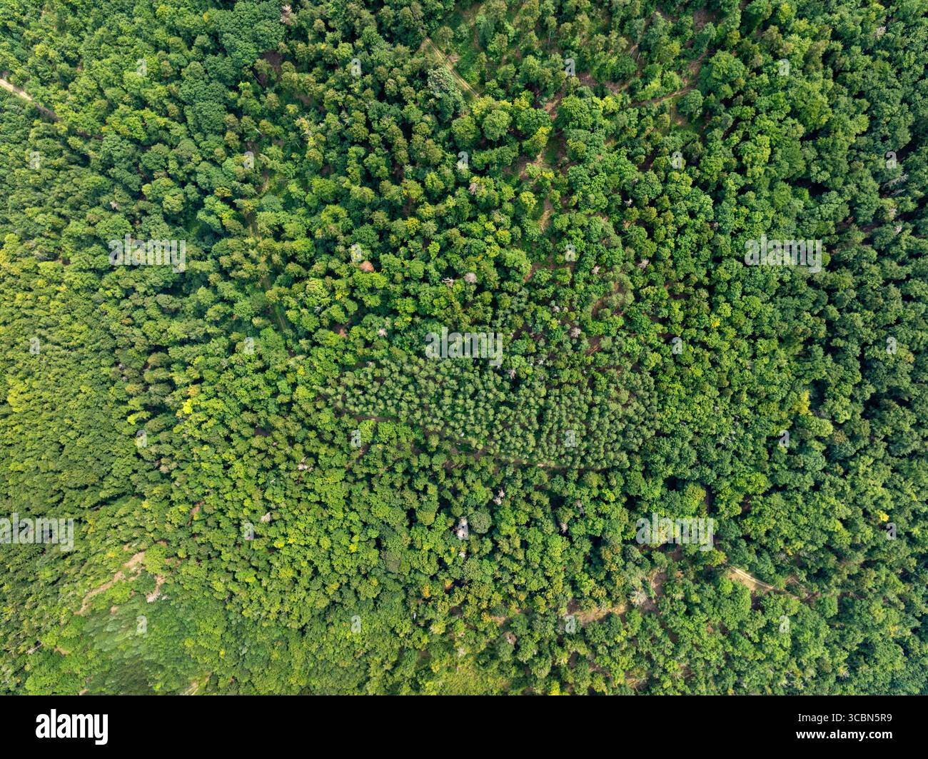 Vista aerea di una lussureggiante foresta verde, la sua distesa verdeggiante interrotta solo da sottili variazioni di tono e consistenza, Orschwiller, Grand Est, Francia. Foto Stock