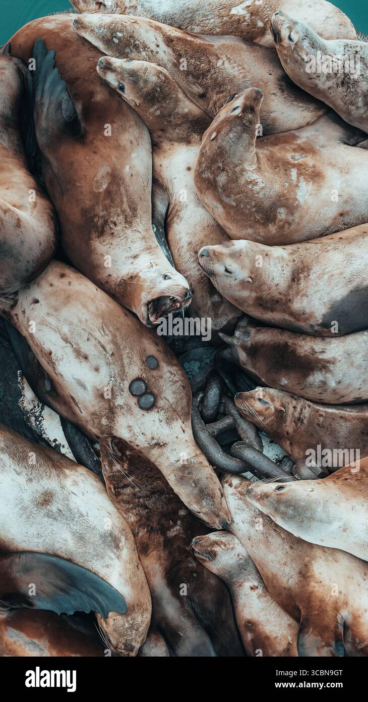 Vista aerea di un denso gruppo di leoni marini, i loro corpi eleganti uno studio di marroni e creme, intrecciati in un vivace huddle a maglia stretta, Unalaska, A. Foto Stock