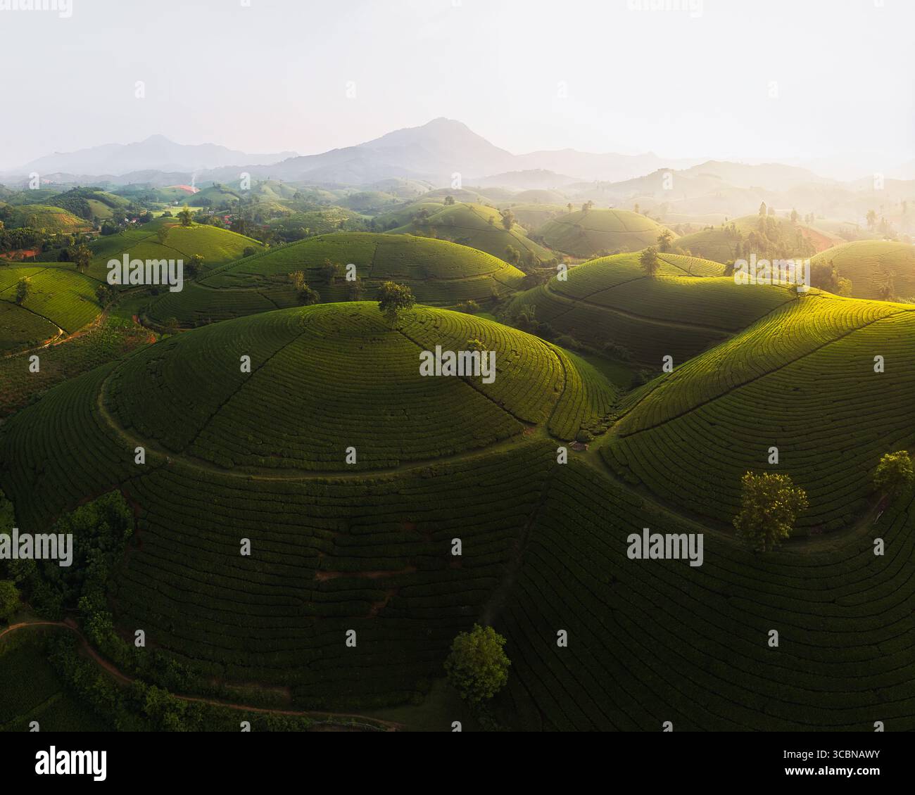 Vista aerea delle colline verdi baciate dalla luce dorata, che rivela le verdi piantagioni di tè di Long Cốc, Phú Thọ, Vietnam. Foto Stock
