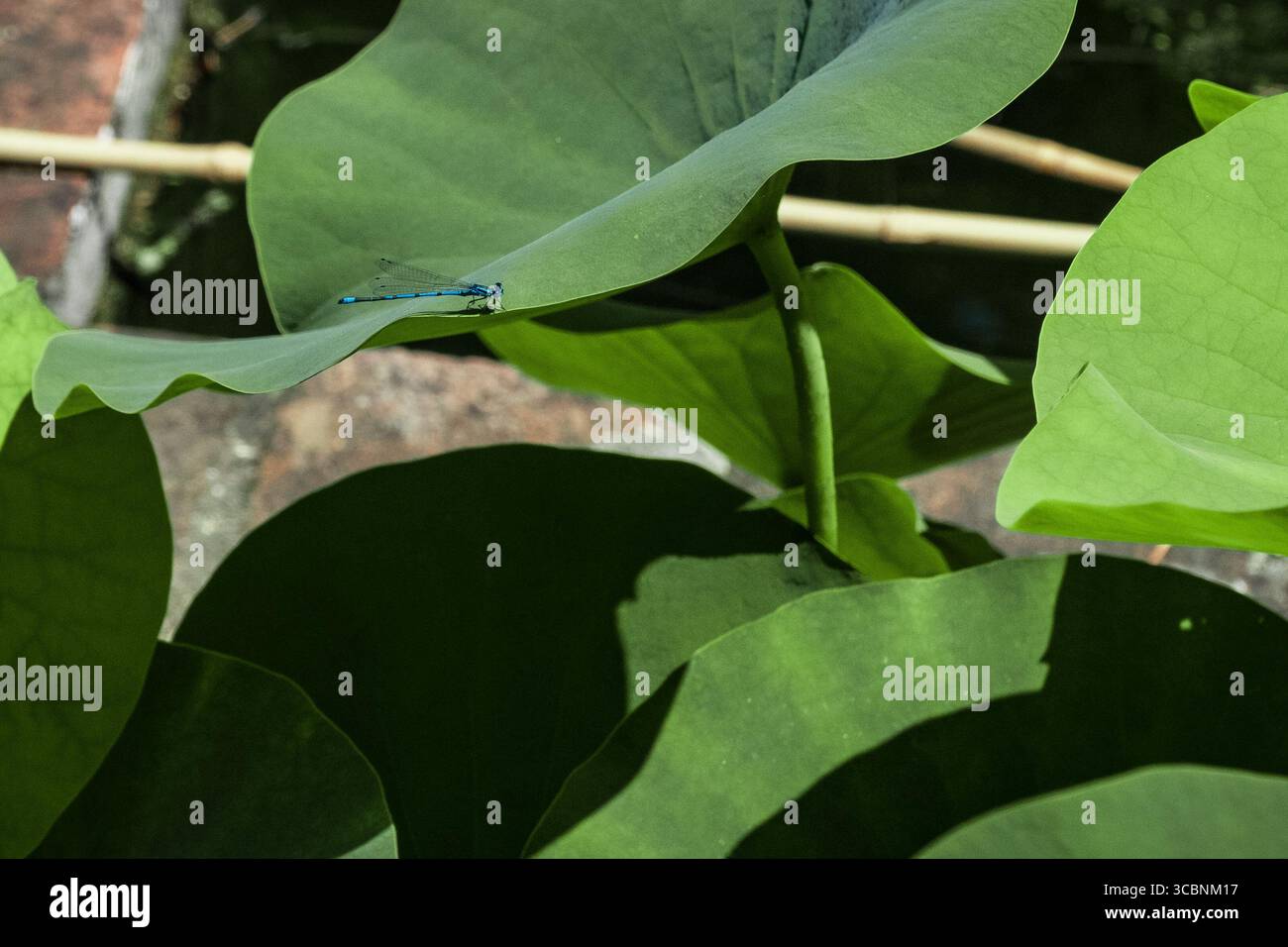Il drago blu vola su foglie di loto in un giardino botanico Foto Stock