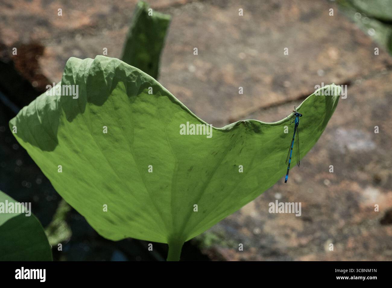 Il drago blu vola su foglie di loto in un giardino botanico Foto Stock