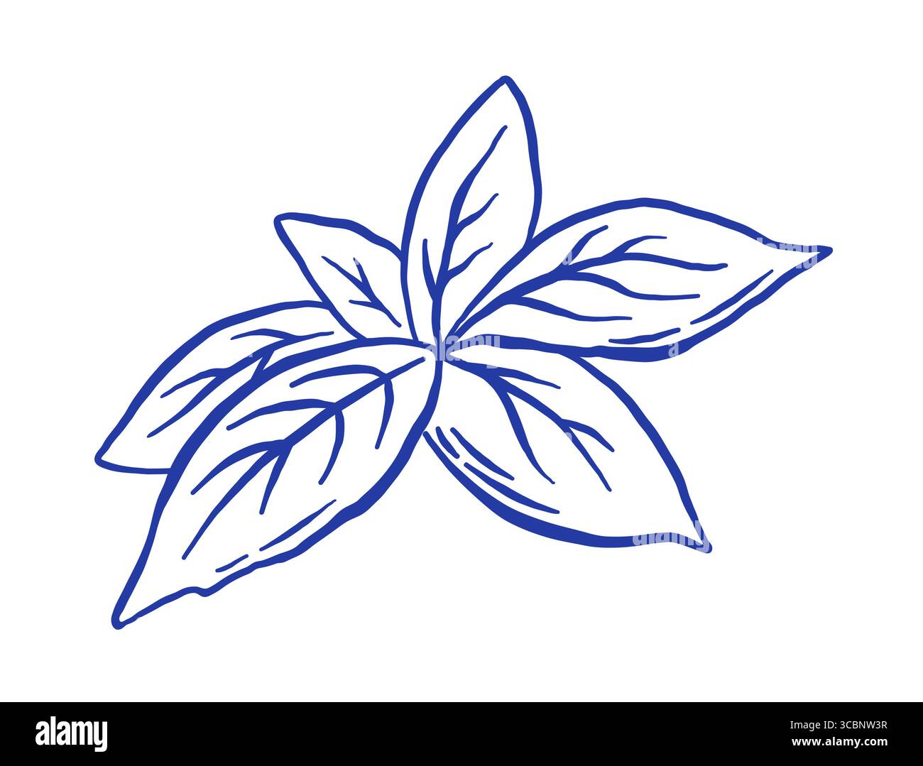Disegnare a mano la figura del vettore del basilico. Illustrazione Vettoriale