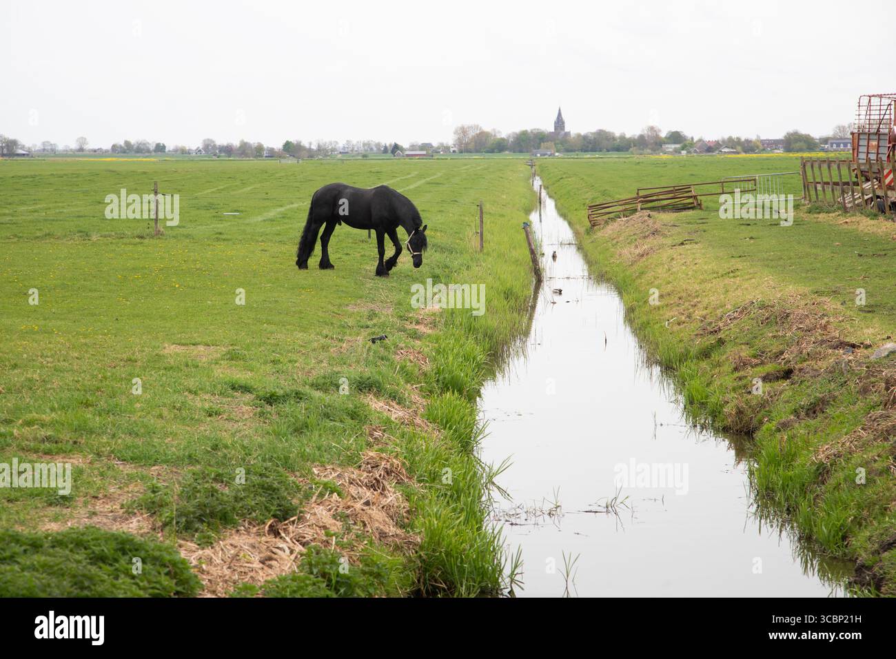 Un campo olandese che mostra campi aperti piatti e un canale di drenaggio con un pascolo di cavalli. Foto Stock