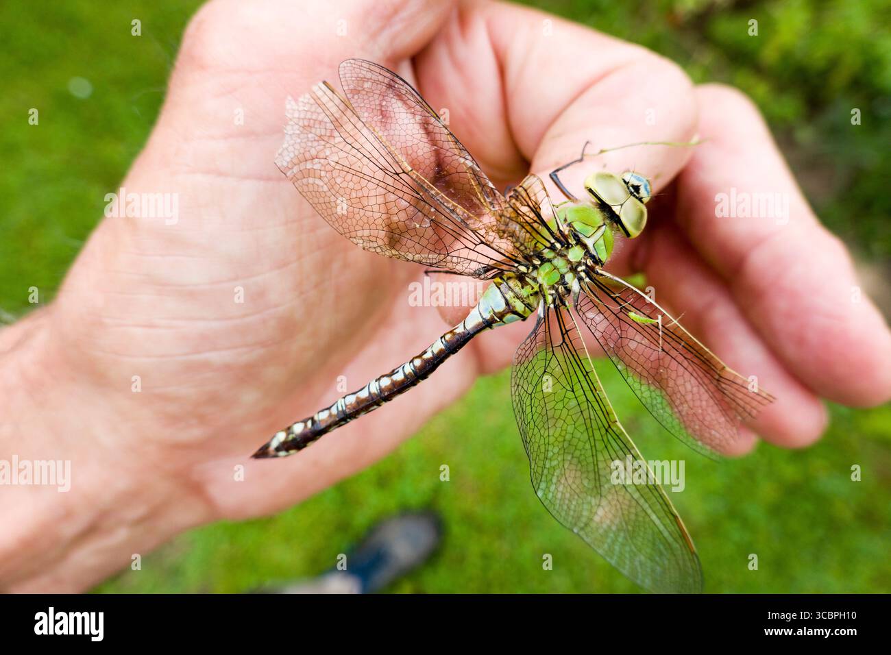 imperatore libellula, imperatore blu (Anax imperator), donna seduta su un dito con le ali rotte, Germania Foto Stock