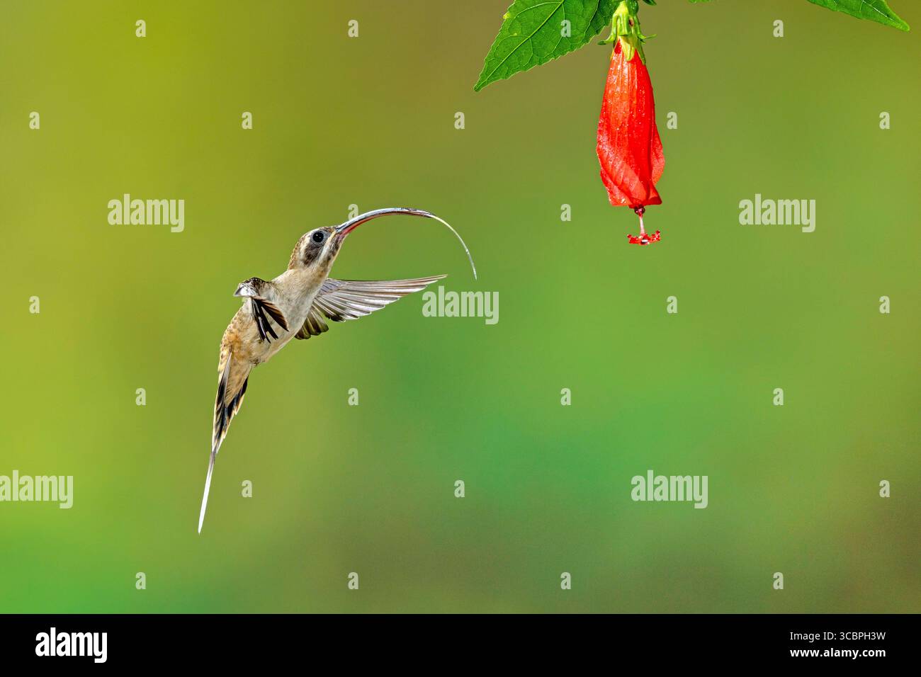 Hermit a becco lungo, Hermit a coda lunga, Hermit occidentale a coda lunga (Phaethornis longirostris), vola di fronte al mallow di cera con la lingua estesa, costo Foto Stock