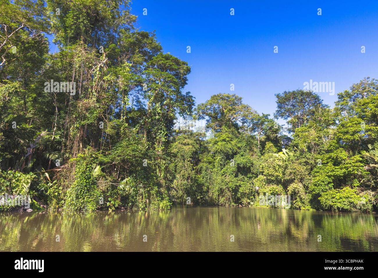 Foresta pluviale sul Rio Tortuguero, Costa Rica, Limon, Parco Nazionale di Tortuguero Foto Stock