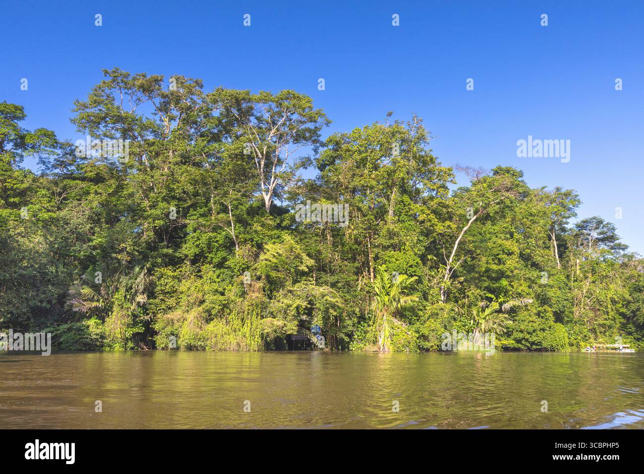 Foresta pluviale sul Rio Tortuguero, Costa Rica, Limon, Parco Nazionale di Tortuguero Foto Stock