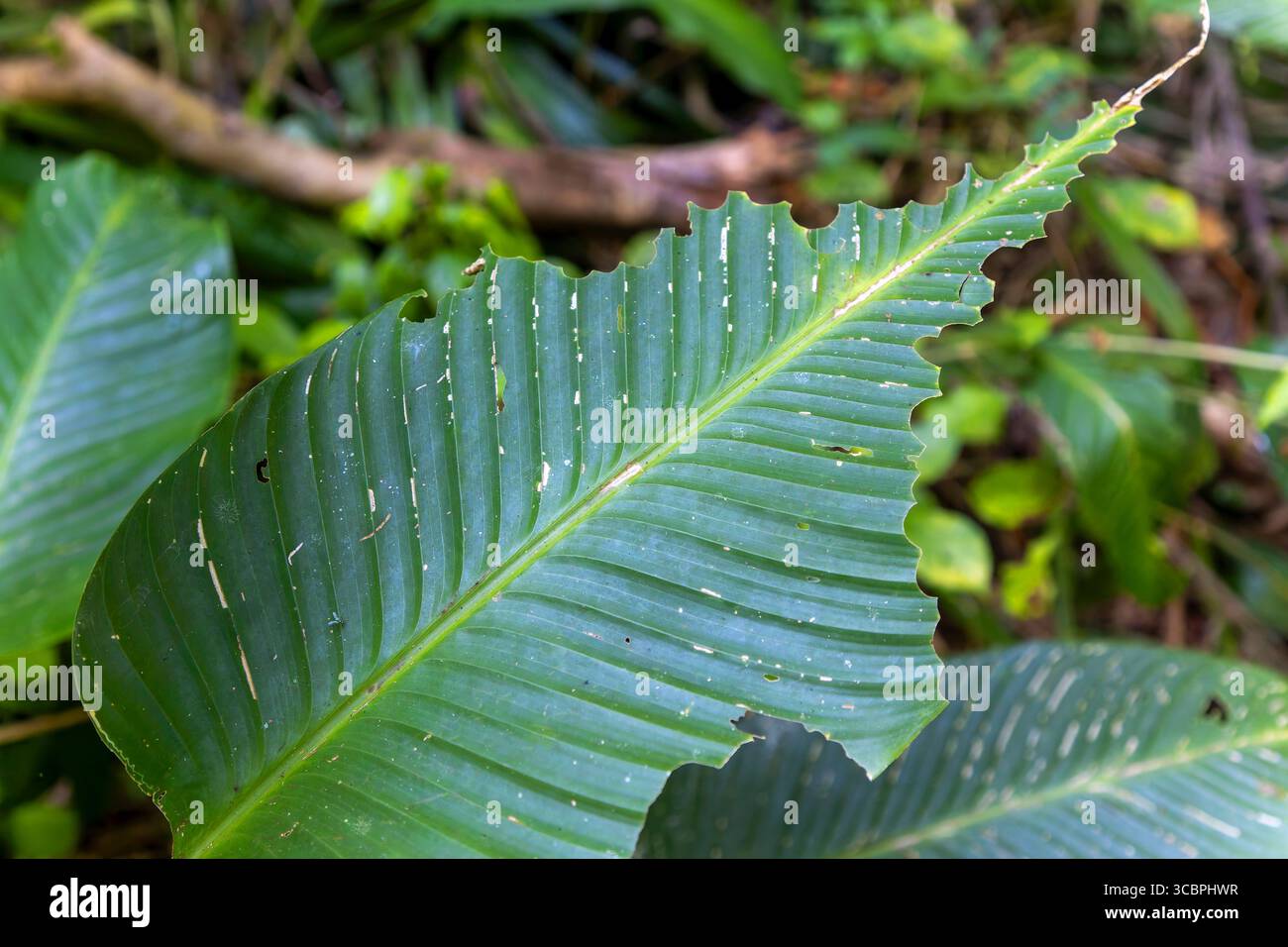Formica taglialegna (atta cephalotes), che alimenta tracce su una foglia nella foresta pluviale, Costa Rica, Puntarenas, Baru Park Foto Stock