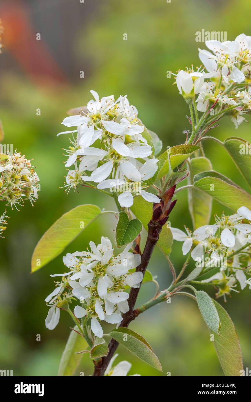 Saskatoon service Berry, western serviceberry, Saskatoon serviceberry (Amelanchier alnifolia 'Saskatoon Berry', Amelanchier alnifolia Saskatoon Berry) Foto Stock
