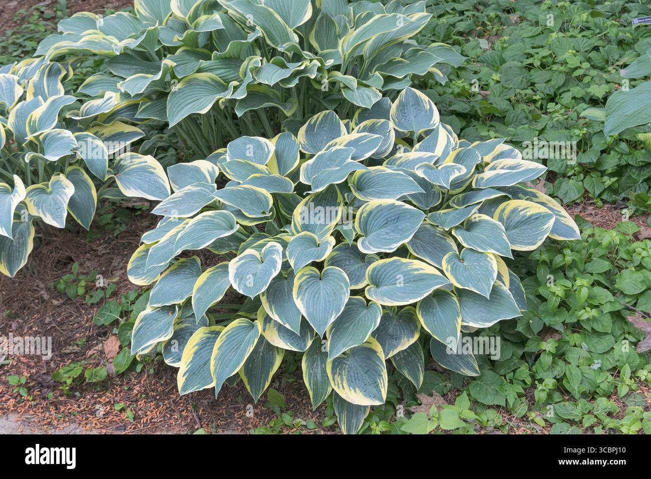 Giglio planare (Hosta 'First Frost', Hosta First Frost), foglie di cultivar First Frost Foto Stock