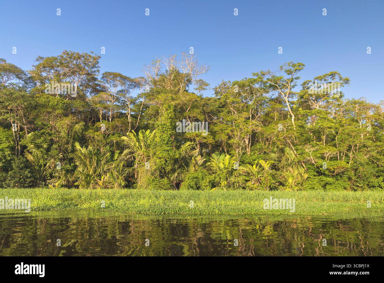 Foresta pluviale sul Rio Tortuguero, Costa Rica, Limon, Parco Nazionale di Tortuguero Foto Stock