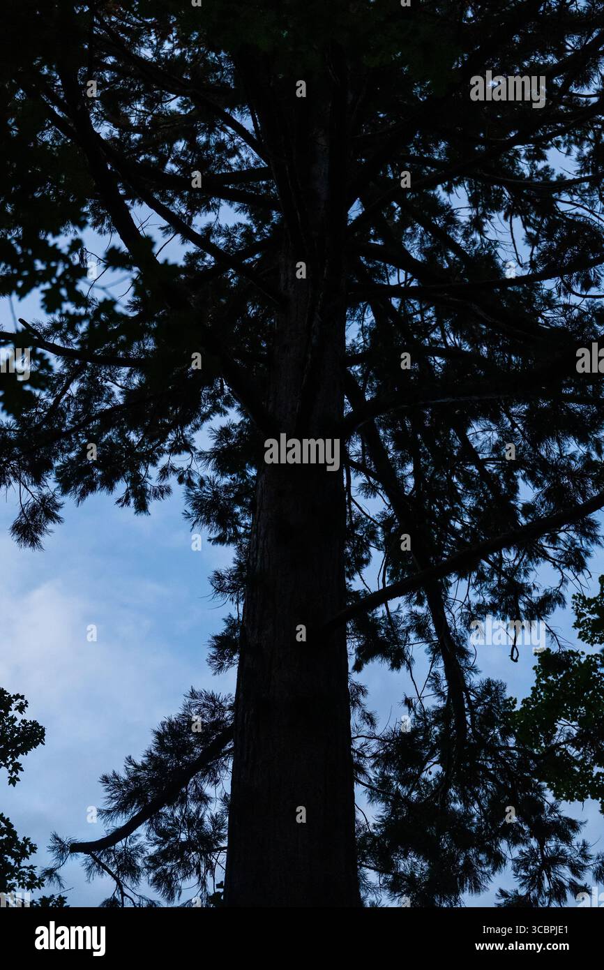 Maestoso albero di sequoia che si avvicina al cielo blu, catturato dal basso Foto Stock