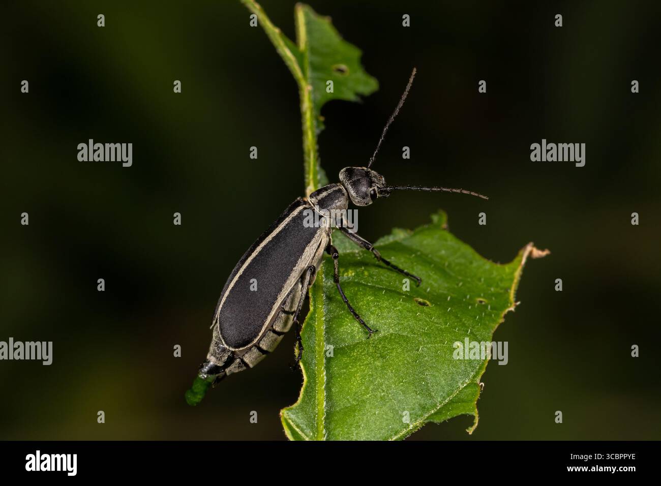 Scarabeo Blister marginato su foglia di pianta di fiori selvatici. Conservazione degli insetti e della fauna selvatica, parassiti agricoli di soia e giardino di fiori. Foto Stock