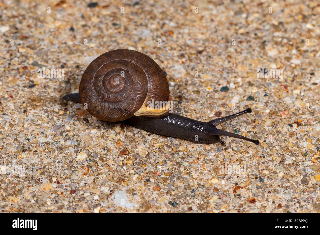 Lumaca che strizza sul marciapiede. Identificazione degli insetti, conservazione della natura e concetto di conservazione dell'habitat. Foto Stock