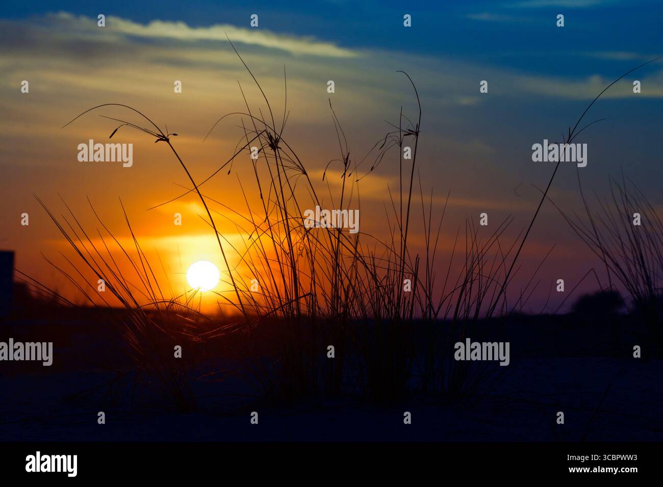 Tramonto dorato sulla spiaggia sabbiosa con erba sagomata, cielo arancione e blu vibrante, tranquillo paesaggio costiero e tranquilla atmosfera serale. Foto Stock