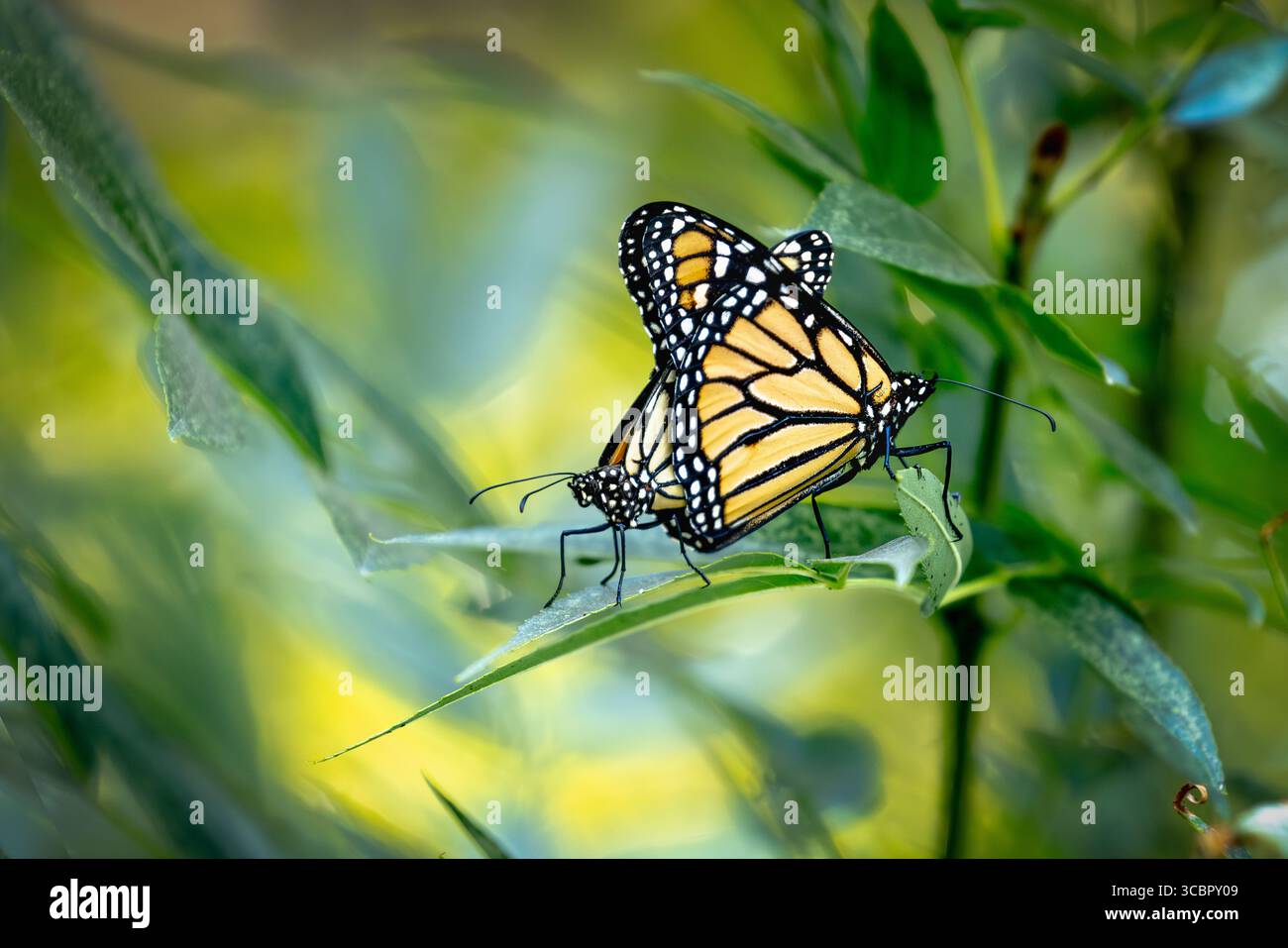 Comportamento di accoppiamento delle farfalle Monarch minacciate su Green Foliage. Foto Stock
