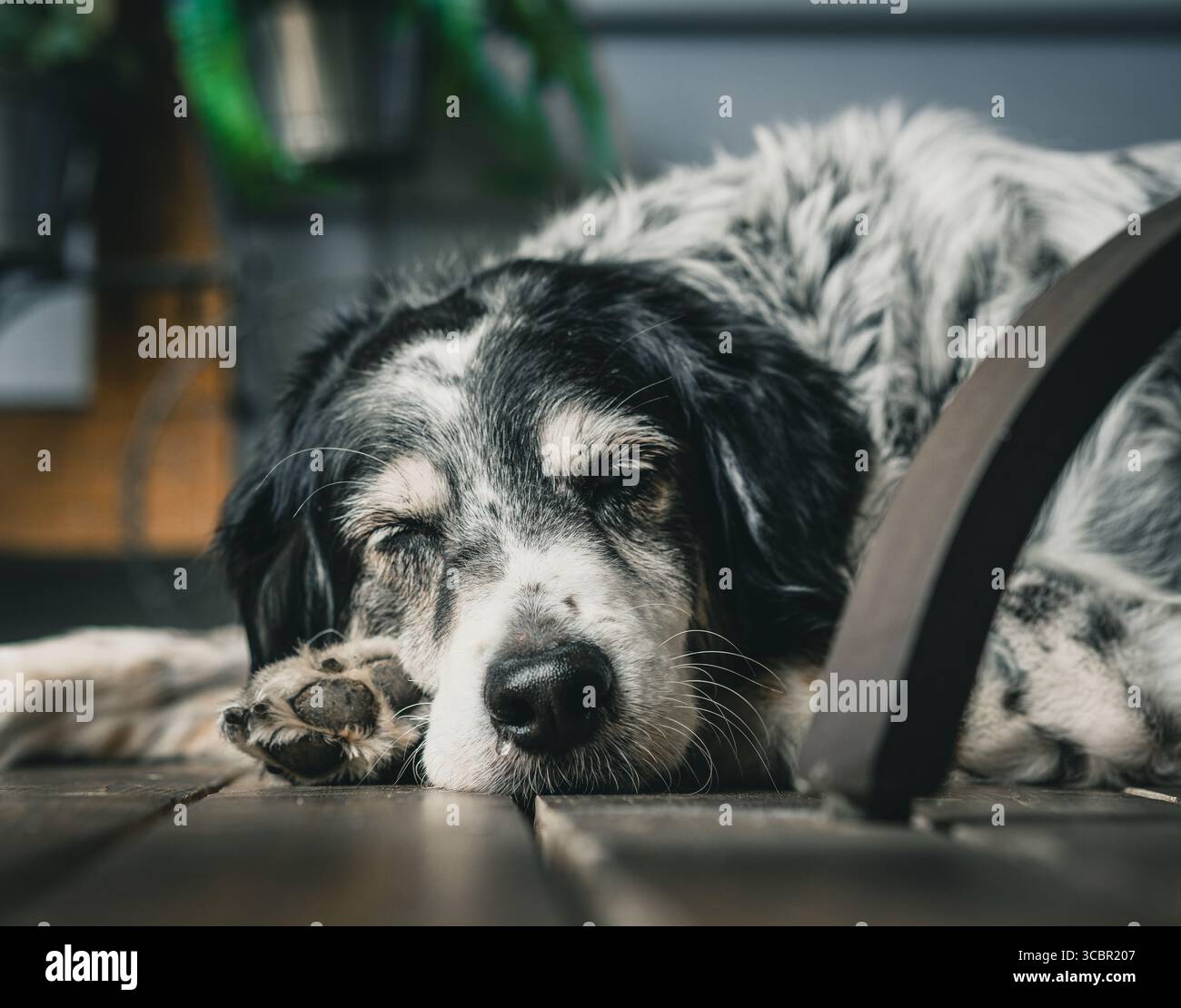 Un cane carino che dorme sulla veranda. Foto Stock