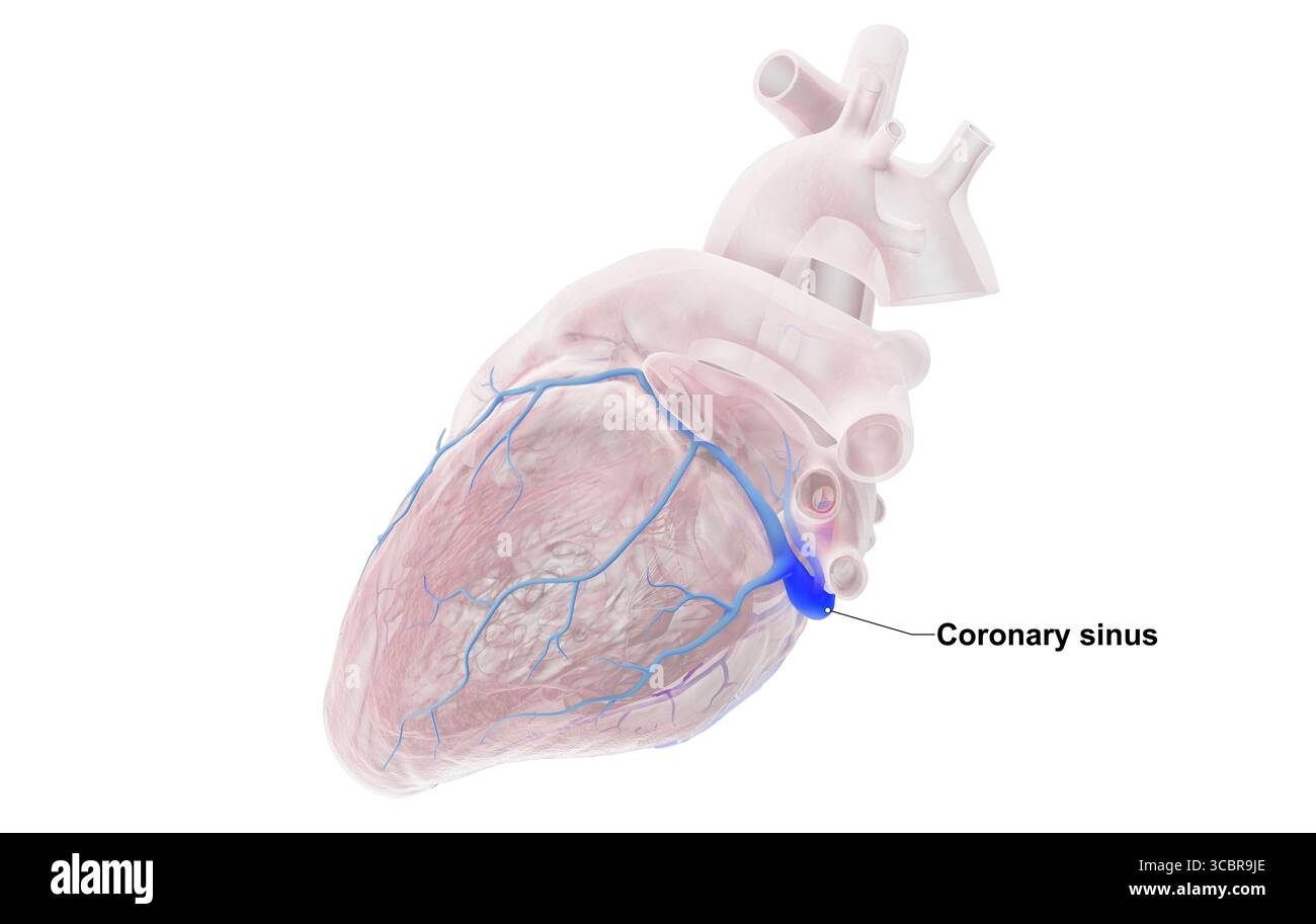 Illustrazione che evidenzia il seno coronarico del cuore umano. Foto Stock