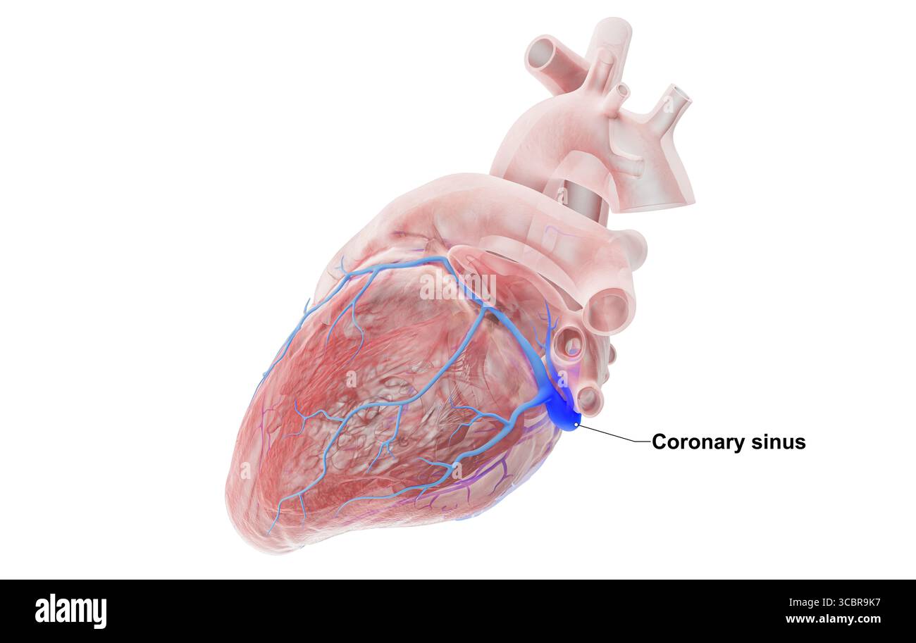 Illustrazione che evidenzia il seno coronarico del cuore umano. Foto Stock