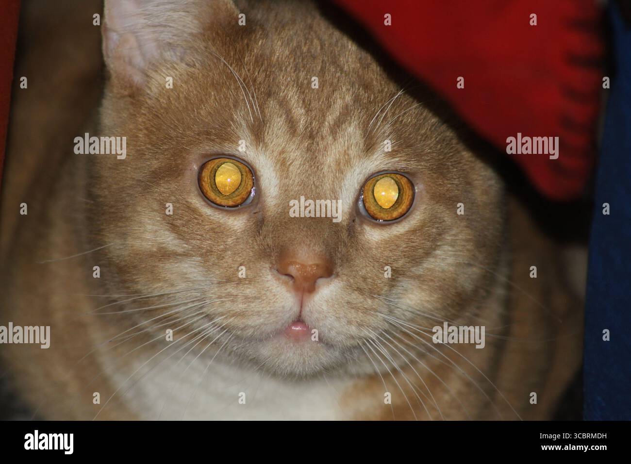 Gatto arancione con occhi luminosi che guardano la telecamera Foto Stock