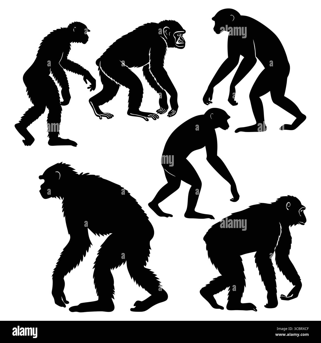 Sagome di Australopithecus varie figure primate raffiguranti forme evolutive Illustrazione Vettoriale
