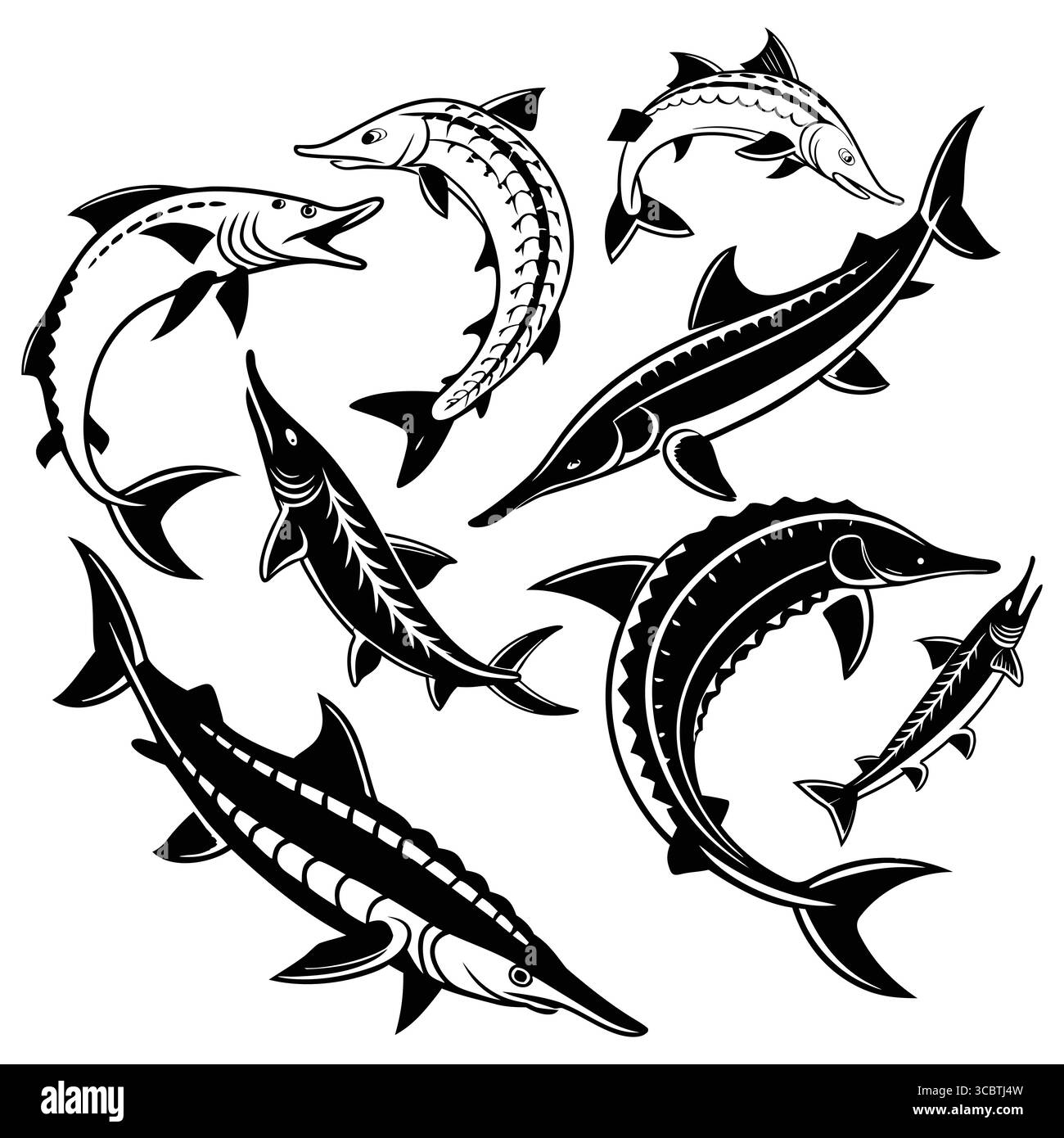 Collezione di illustrazioni di pesci storione dell'Atlantico stilizzati in bianco e nero Illustrazione Vettoriale
