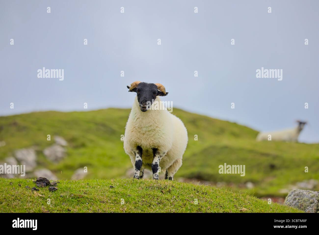 Pecore Blackface scozzese che pascolano su un tumulo coperto di erba a Rodel, (Roghadail) Isola di Harris, Ebridi esterne, Scozia, Regno Unito Foto Stock