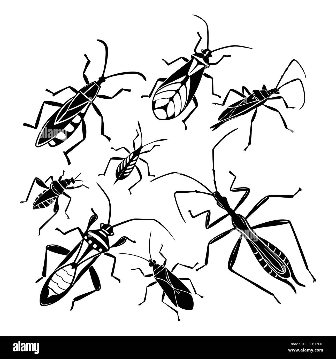 Sagome di insetti che mostrano Assassin Bug, specie di insetti assortite su sfondo bianco Illustrazione Vettoriale