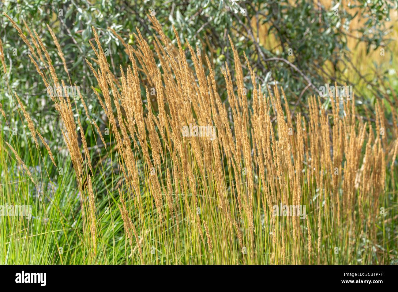 Erba d'oro alla luce del sole. Le alte erbe dorate oscillano nella brezza contro il fogliame argenteo. La scena irradia calore e calore a fine estate Foto Stock