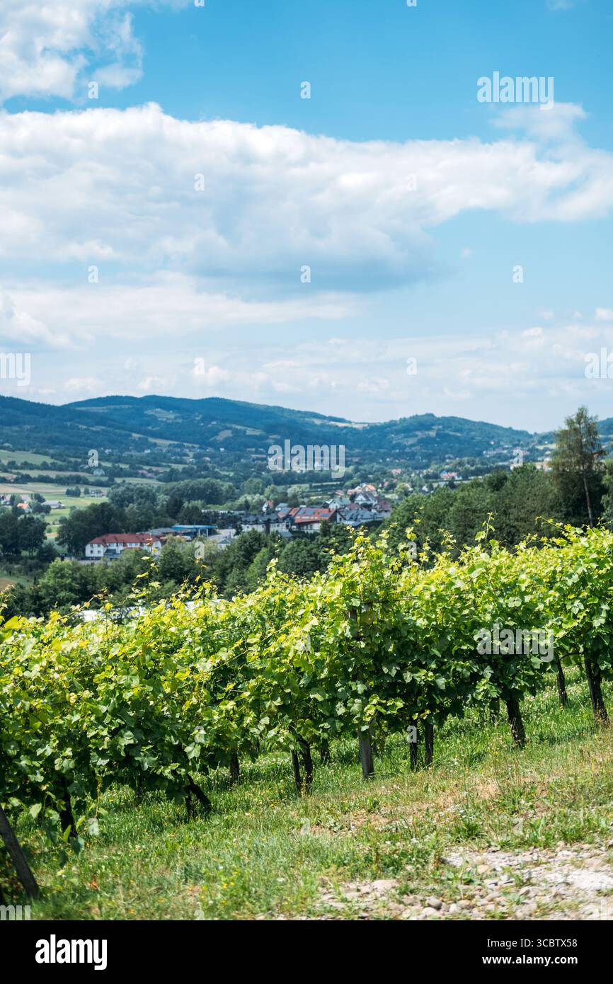 Filari di vigneto su una collina che si affaccia su una piccola città con montagne sullo sfondo. Agricoltura biologica, sistemi alimentari locali, da azienda a tavola, sostenibile Foto Stock